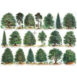 Our British Forest Trees